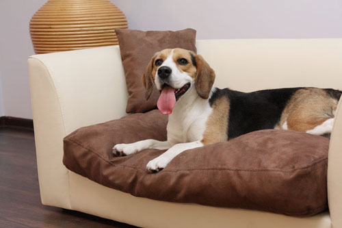 sofa -polipiel-para- perros-modelo- toffy