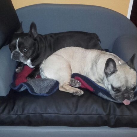 sofa -para- perros-bulldog -frances-modelo- Borrys