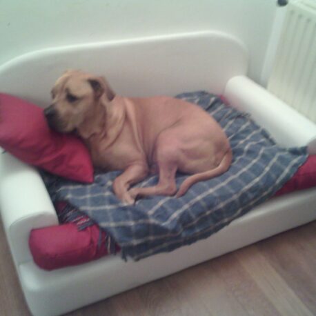 sofa -para- perros-dogo-modelo- Borrys