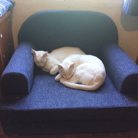 sofa- para- gatos- tapizado -en- tela- borrys